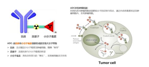 寫意協辦 百奧賽圖大會,產業風口的生物藥開發及技術熱點
